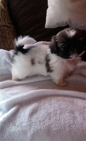 pedigree pekingese puppies for sale