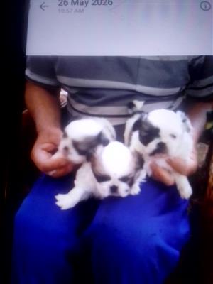 Pikgenese puppy's for sale