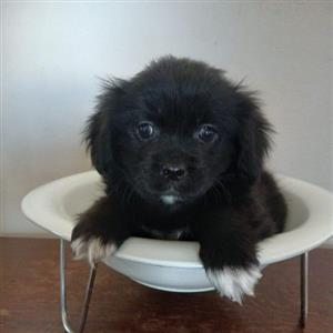 Maltese X Toy Poms 