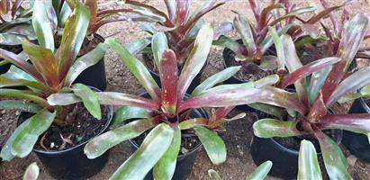 Bromeliad