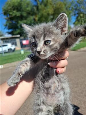 Grey kittens for sale 