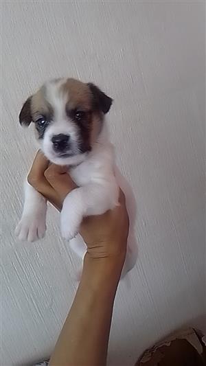 Jack russel pup 