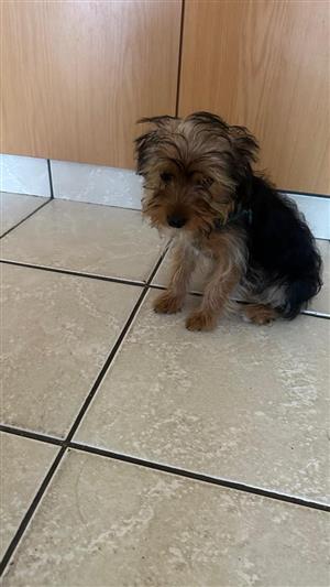 Yorkie dog