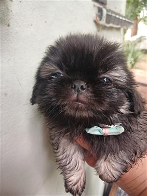 Pekingese male pups 