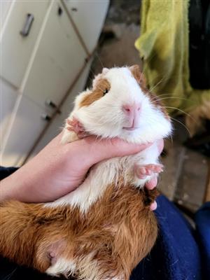 3 Guinea Pigs + Hay & Pellets