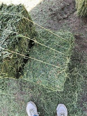 Premium Lucerne Hay – Delivery Available