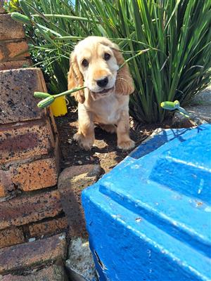 Cocker Spaniel puppies