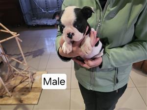 Boston Terrier Puppies