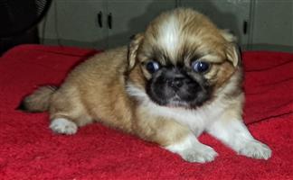 Pekingese puppies