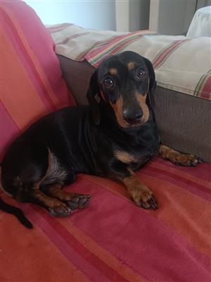 Female Dachshund Puppy looking for her forever Home 