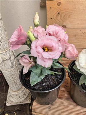 Lovely Lisianthus (only 3 available - pink, purple and white)