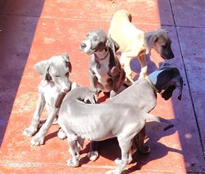 Great dane pups
