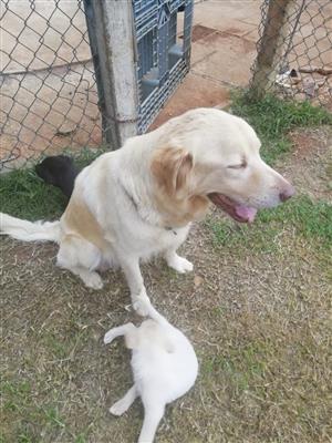 Lovely Labrador retriever male puppy 
