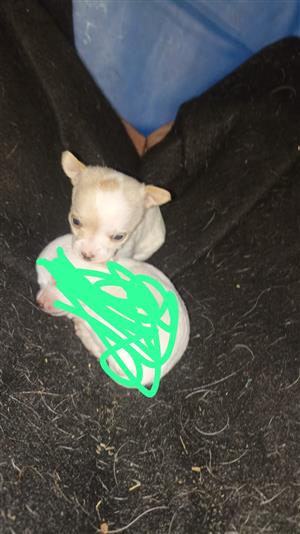  chihuahua mix jack russell
