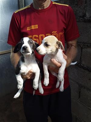 JACK RUSSELL CROSS LABRADOR PUPS -1 MALE AND 1 FEMALE TO SELECT FROM