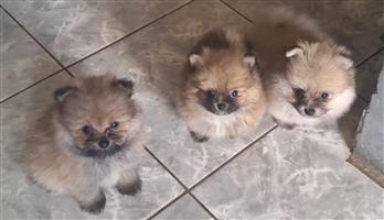 Beautiful purebred small breed Pomeranian (Toypom) Puppies for sale