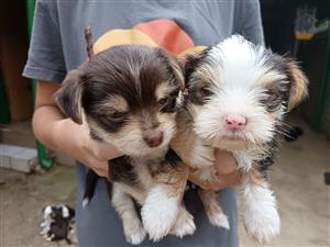 Yorkies for sal