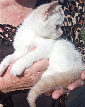 Ragdoll/Siamese kitten