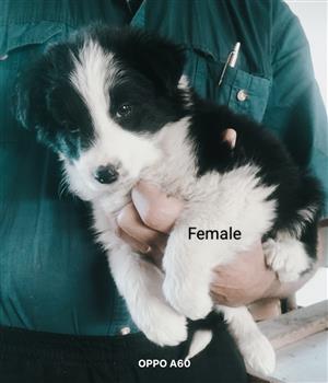 Border Collie puppies available 