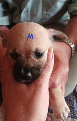 Chihuahua mix puppies