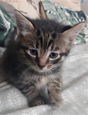 Kitten for sale 