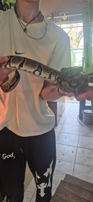 Ball Python