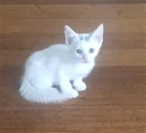 Khao manee kittens kittens 