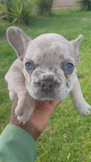 Gorgeous Exotic French bulldog puppies available