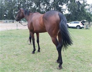 Ideal western mounted games tb mare 