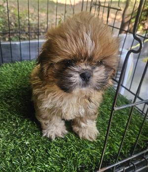 Shih Thz puppie