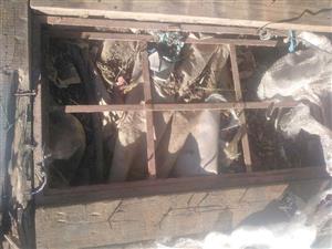 Steel window frames 
