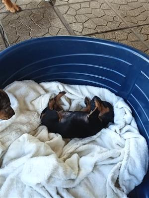 Dushund puppies available
