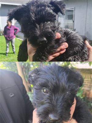 Purebred Scottish Terrier Puppies