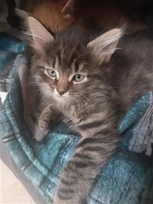 kittens for sale 