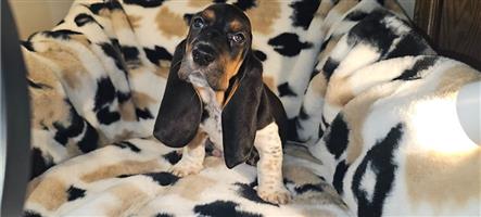 Basset Hound puppies 