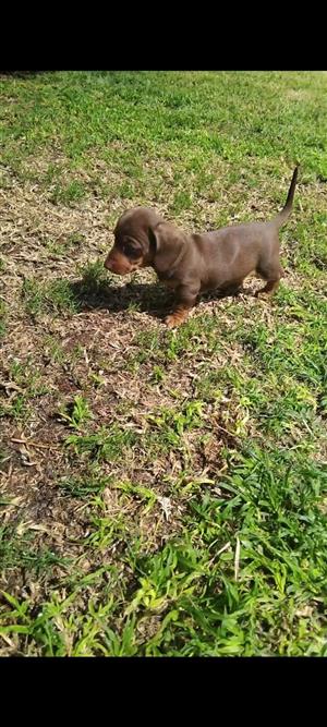 Miniature dachshund puppy