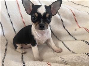Chihuahua puppy