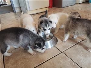 Husky puppies for sale 