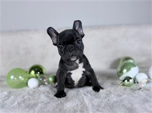 Gorgeous French bulldog puppies available