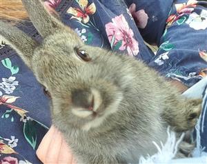 Netherland Dwarf rabbit. 8 weeks old