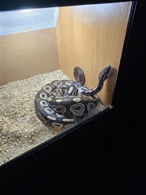 Ball Python Female Snake