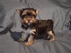 Yorkshire terrier puppies yorkies 