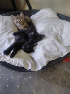 3 Domestic Short Haired  Kittens
