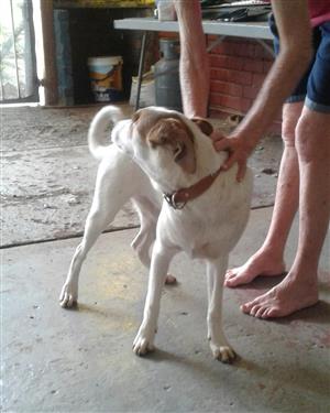 Jackrussel for sale female with papers
