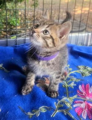 Egyptian mower cat looking for a lovely home 8 weeks