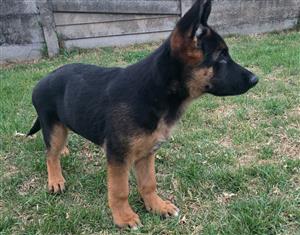German shepherd puppies available for thier forever homes