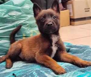 Belgian Malinois Male Puppy. 