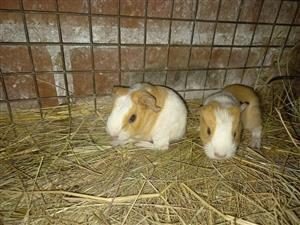 Guinea pigs small & big R150ea. Specials running from time to time KZN Durban  
