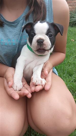 Pure bred Boston terrier puppies