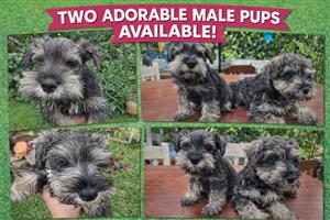 Beautiful Miniature Schnuazer Puppies Available